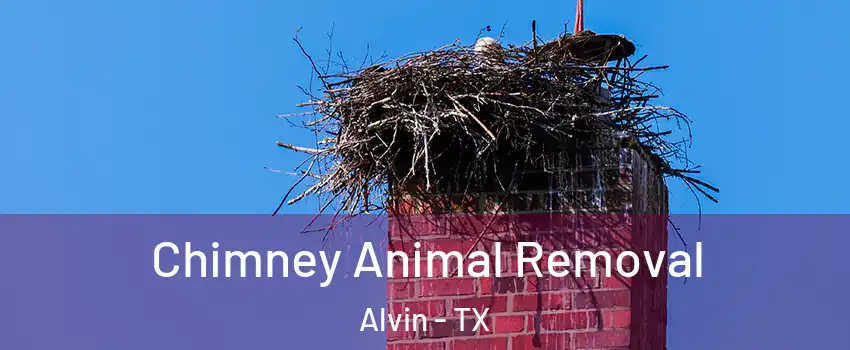 Chimney Animal Removal Alvin - TX
