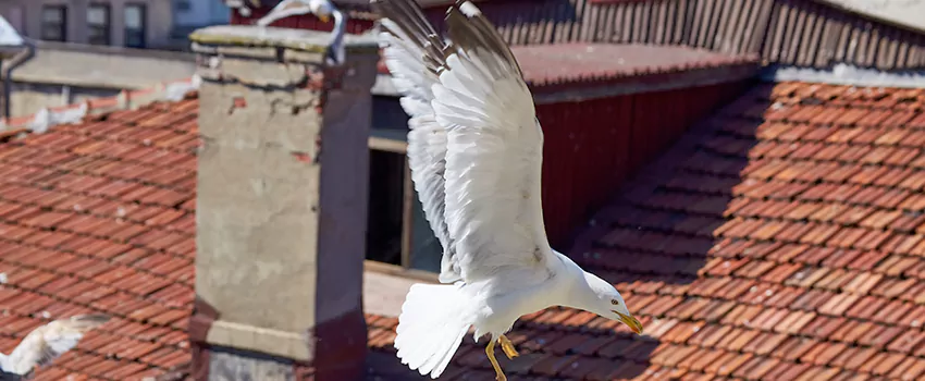 Residential Chimney Animal Removal Solution in Alvin, TX