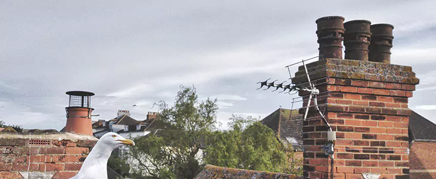 Chimney Cleaning And Restoration in Alvin, Texas
